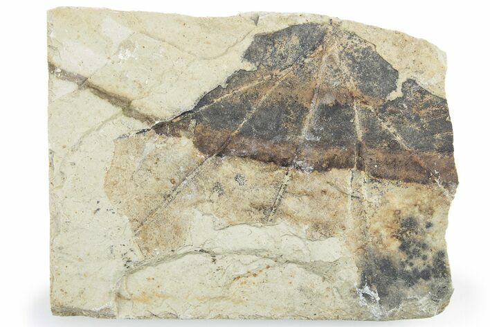 Fossil Sycamore (Macginitiea) Leaf - Green River Formation, Utah #218282